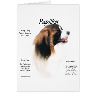Papillon (Phalene) Geschichtsdesign
