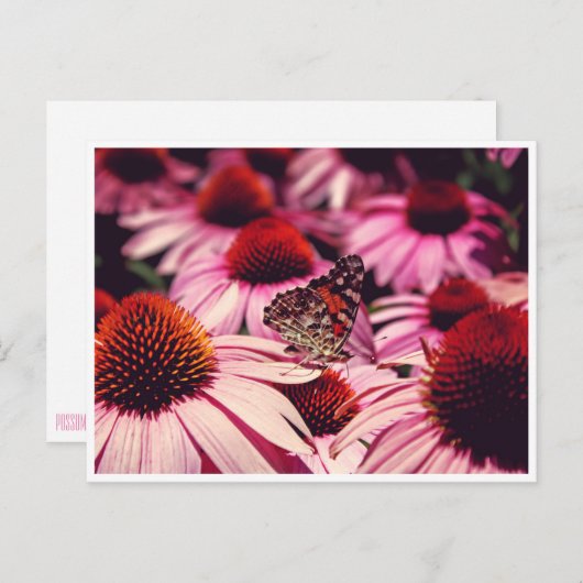 Papillon Postkarte (Vorne/Hinten)