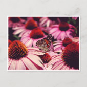 Papillon Postkarte (Vorderseite)