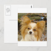 Papillon Postkarte (Vorne/Hinten)