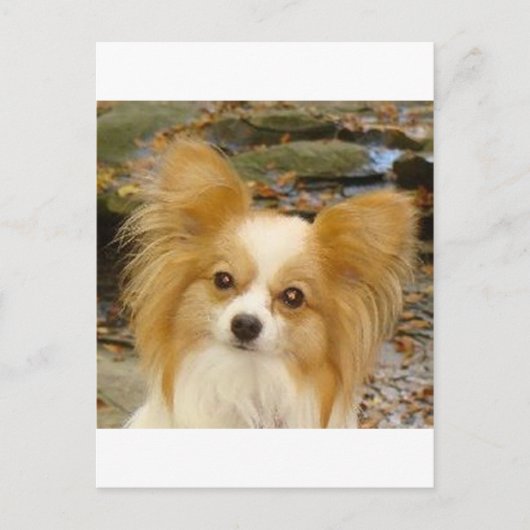 Papillon Postkarte (Vorderseite)