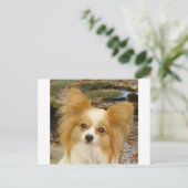 Papillon Postkarte (Stehend Vorderseite)