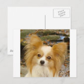 Papillon Postkarte (Vorne/Hinten)