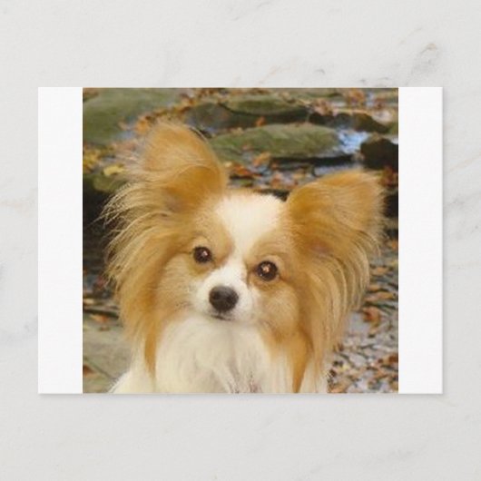 Papillon Postkarte (Vorderseite)