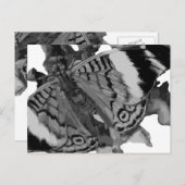 Papillon Postkarte (Vorne/Hinten)