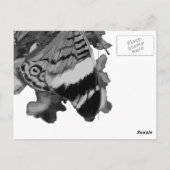 Papillon Postkarte (Rückseite)