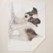 PAPILLON PUPPY 2 SHERPADECKE (Vorderseite)