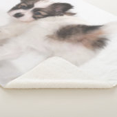 PAPILLON PUPPY 2 SHERPADECKE (3/4)