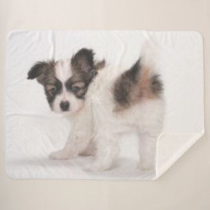 PAPILLON PUPPY 2 SHERPADECKE