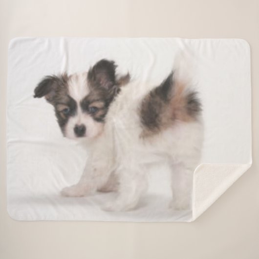 PAPILLON PUPPY 2 SHERPADECKE (Vorderseite (Horizontal))