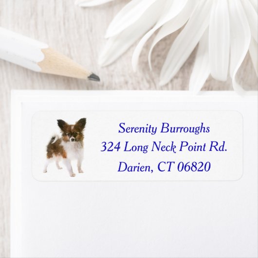 Papillon Puppy Dog Blue (Insitu)