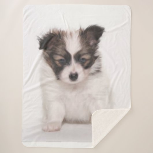 PAPILLON PUPPY SHERPADECKE (Vorderseite)