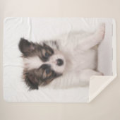 PAPILLON PUPPY SHERPADECKE (Vorderseite (Horizontal))