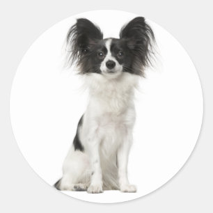 Papillon Schwarz-Weiß Welpen Hund - Liebe Welpen Runder Aufkleber