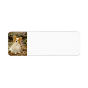 papillon Sitzen