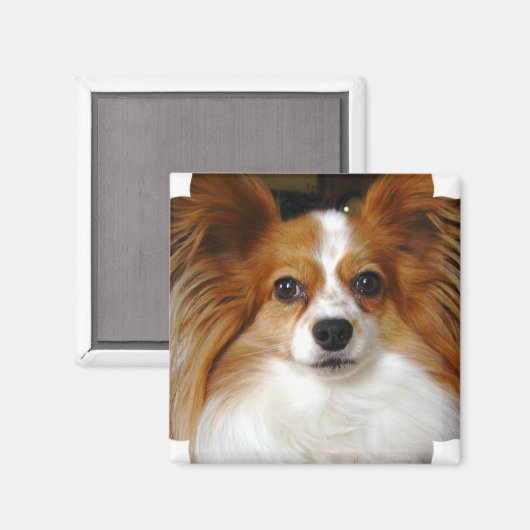 Papillon Square Magnet (Vorderseite/Rückseite)