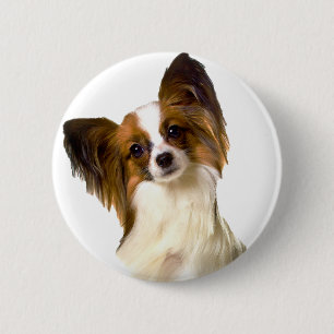 Papillon Welpe abgeschieden auf editable Button