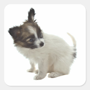 papillon Welpe Quadratischer Aufkleber