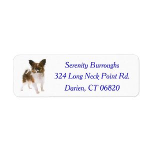 Papillon Welpen Blau