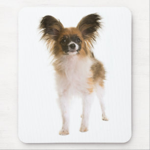 Papillon-Welpen-Mama-Hundefreundin Fell-Mama Mousepad