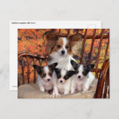 Papillon Welpen mit Mama Postkarte (Vorne/Hinten)