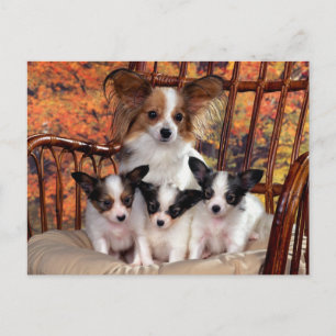 Papillon Welpen mit Mama Postkarte
