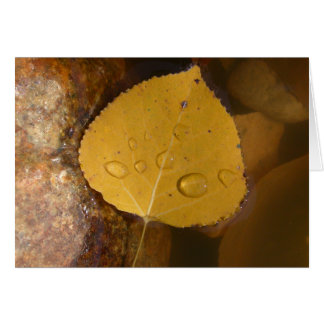 Pappel-Blatt im Teich