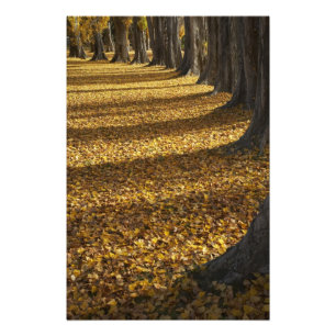 Pappeln im Herbst, Lake Wanaka, Otago, Fotodruck