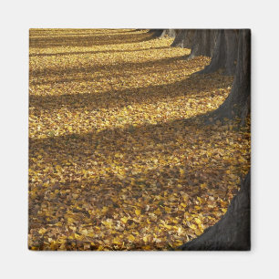 Pappeln im Herbst, Lake Wanaka, Otago, Magnet