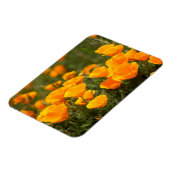 Pappi di California, Montana de Oro Staat Park Magnet (Linke Seite)