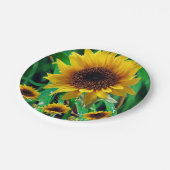Pappteller Sonnenblumen (Schrägansicht)