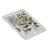 Paprika 4 magnet (Rechte Seite)