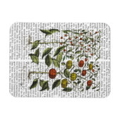 Paprika 4 magnet (Horizontal)