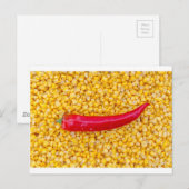 Paprika auf Mais Postkarte (Vorne/Hinten)