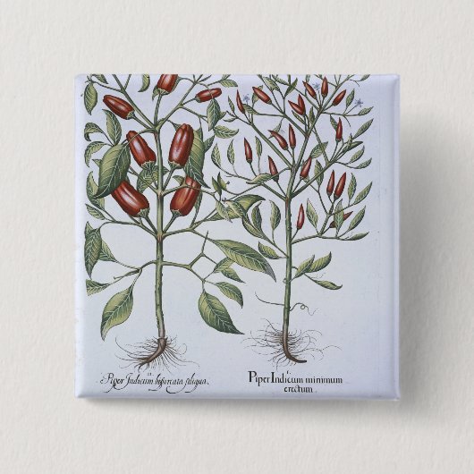 Paprika-Pfeffer-Pflanzen, vom 'Hortus Eystettensi Button (Vorderseite)