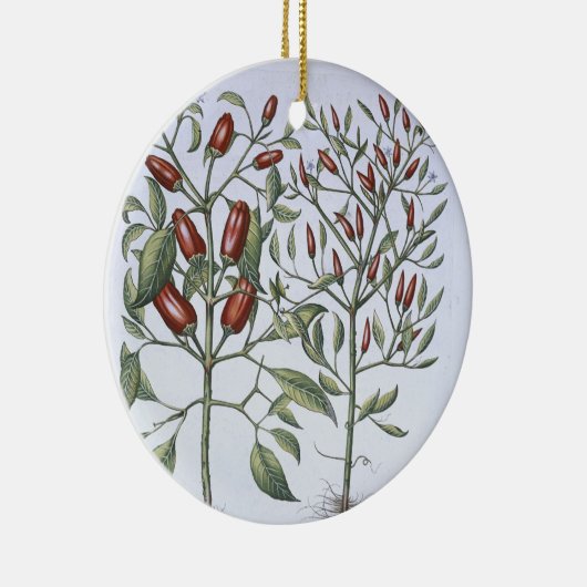 Paprika-Pfeffer-Pflanzen, vom 'Hortus Eystettensi Keramikornament (Rechts)