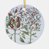 Paprika-Pfeffer-Pflanzen, vom 'Hortus Eystettensi Keramikornament (Vorne)