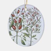 Paprika-Pfeffer-Pflanzen, vom 'Hortus Eystettensi Keramikornament (Links)