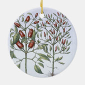 Paprika-Pfeffer-Pflanzen, vom 'Hortus Eystettensi Keramikornament (Hinten)