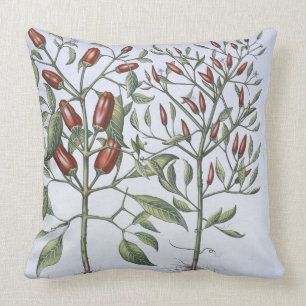 Paprika-Pfeffer-Pflanzen, vom 'Hortus Eystettensi Kissen