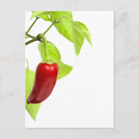 Paprika Postkarte (Vorderseite)