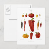 Paprika Postkarte (Vorne/Hinten)
