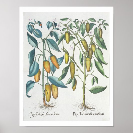 Paprikaschoten: 1.Piper Indicum filiquis flavis; 2 Poster (Vorne)