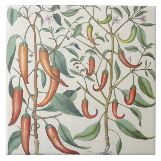 Paprikaschoten: 1.Piper Indicum Maximum longum; Fliese (Vorderseite)