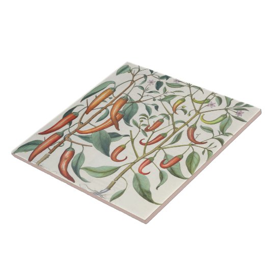 Paprikaschoten: 1.Piper Indicum Maximum longum; Fliese (Seite)