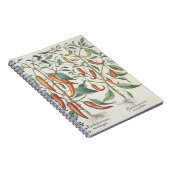 Paprikaschoten: 1.Piper Indicum Maximum longum; Notizblock (Rechte Seite)