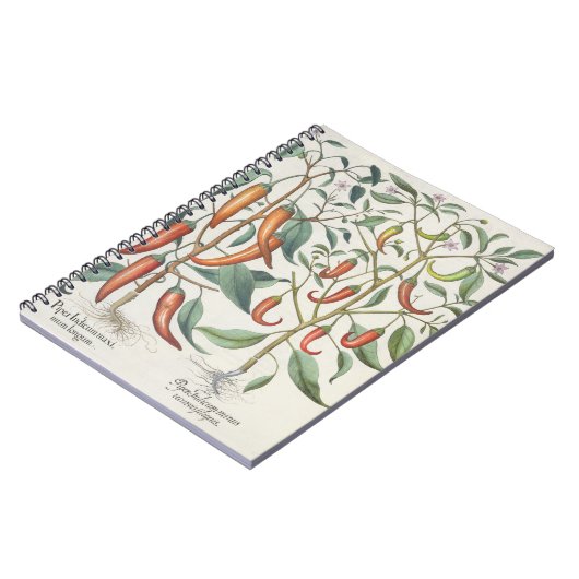 Paprikaschoten: 1.Piper Indicum Maximum longum; Notizblock (Linke Seite)