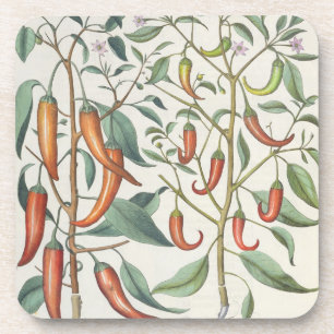 Paprikaschoten: 1.Piper Indicum Maximum longum; Untersetzer