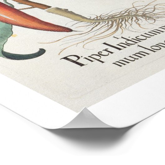 Paprikaschoten: 1.Piper-indikatives Langleinenmaxi Poster (Ecke)