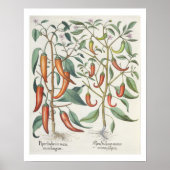 Paprikaschoten: 1.Piper-indikatives Langleinenmaxi Poster (Vorne)